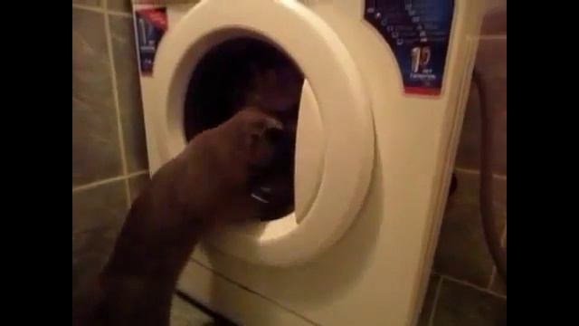 ПРИКОЛЫ ПРО КОШЕК! КОШКА ХОЗЯЮШКА И ДРУГИЕ!! смотреть онлайн