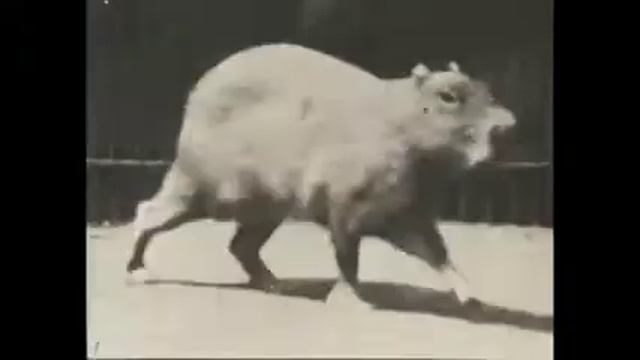 "Капибара на прогулке" (Capybara Walking) [1887] смотреть онлайн