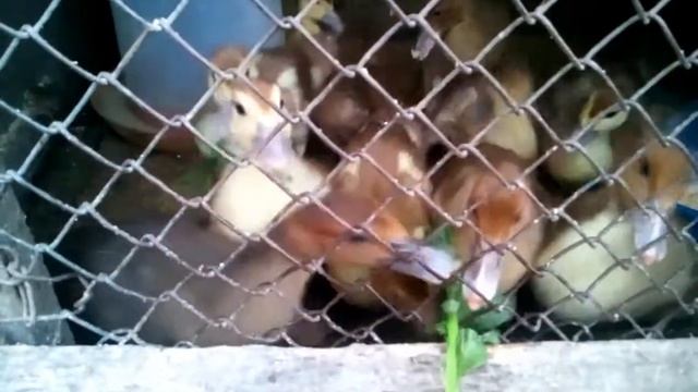 Мускусные утята в клетке Тяжелая немецкая линия мускусных уток смотреть онлайн