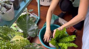 Асплениум пересадка