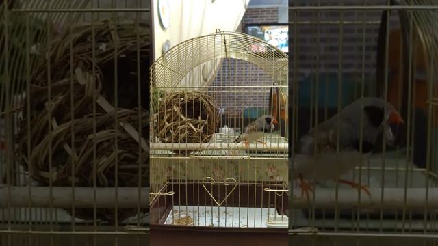 Пение птички амадин! смотреть онлайн