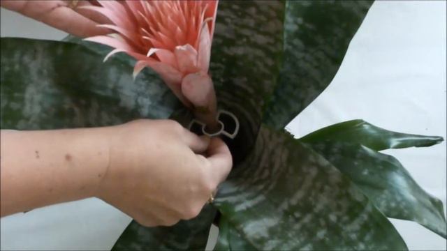 Smart Flowerclip смотреть онлайн