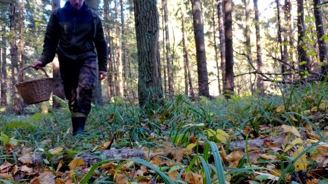 За фиолетовыми грибами! Рядовки фиолетовые. Поздние грибы. Подмосковье. Октябрь. Золотая осень! смотреть онлайн