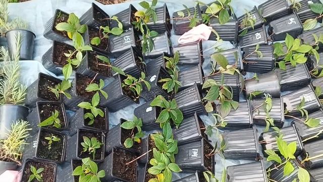 Как сохранить черенки метельчатой гортензии зимой! смотреть онлайн