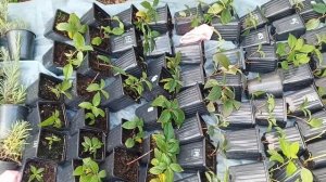 Как сохранить черенки метельчатой гортензии зимой!