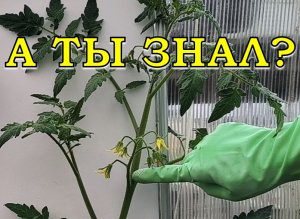 4 способа формирования ТОМАТОВ 🔥🔥🔥