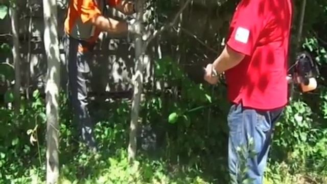 Бензокоса Caiman смотреть онлайн