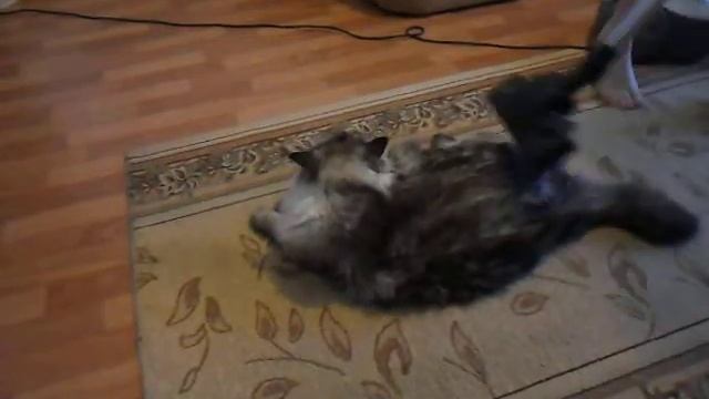 Кот-пылесос (1).AVI смотреть онлайн