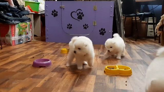 Белые малыши Щенки самоеда. white kids. samoyed puppies нам один месяц смотреть онлайн