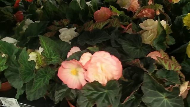 Begonia Tuberhybrida