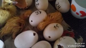 Инкубация мускусных уток 34 - 35 день/ Вылуп индоутят /ЧАСТЬ 1