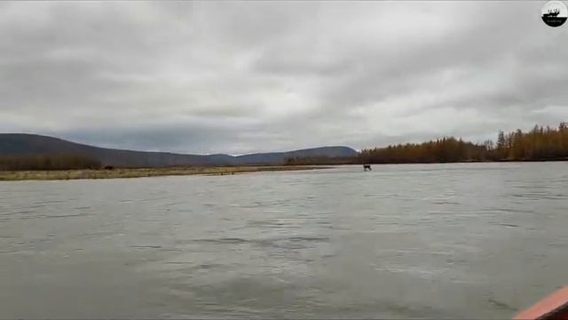 Дикий олень // Wild deer смотреть онлайн