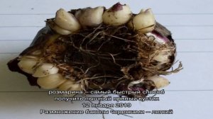 Размножение гиацинтов эффективным промышленным способом