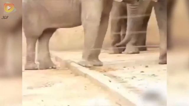 Слон ест внутпенности другого слона, жесть, канибализм!. Видео 2016 смотреть онлайн