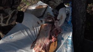 Охота на уток. Колыма.