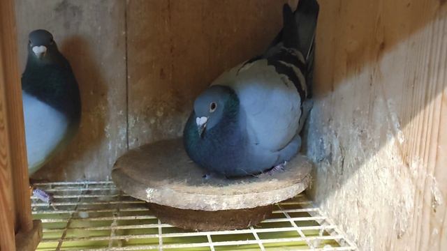 Einige Zuchtpaare / Some breeders смотреть онлайн