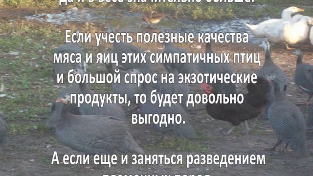 Разведение цесарок. Бизнес идея смотреть онлайн