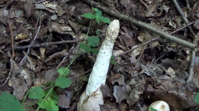 Гриб Веселка в лесу. Как растет. Грибы Навозники. смотреть онлайн