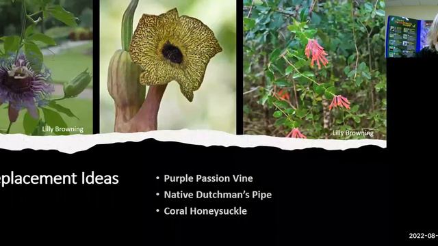 "Pretty Darn Invasive Plants" смотреть онлайн