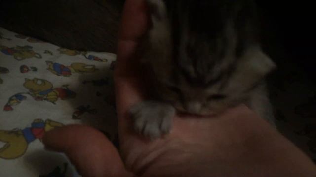 Котятам 8 дней. Открылись глазки у полосатого Котика смотреть онлайн