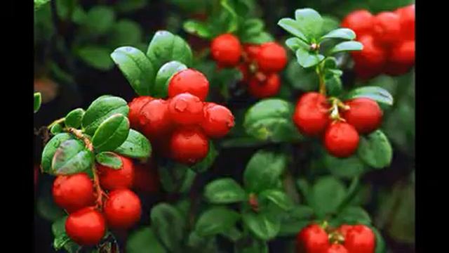 листья брусники применение в народной медицине рецепт смотреть онлайн