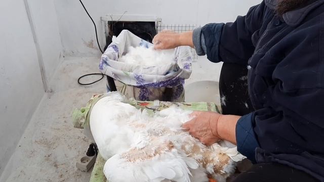 Ощип гуся всего за 25 минут! Как так быстро?! смотреть онлайн