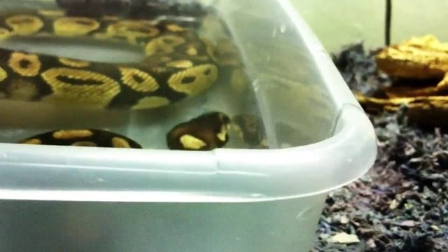 Pascal, a pastel Ball Python, Soaking After His Supper! смотреть онлайн