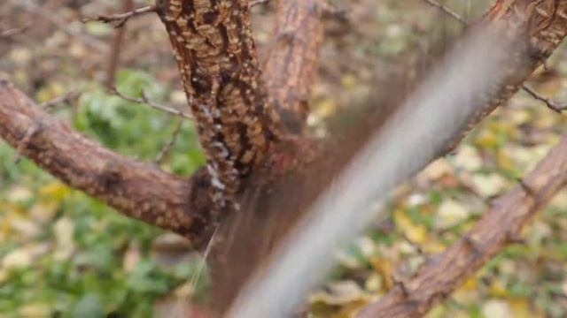 бактериоз косточковых