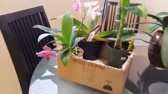 Мои новые 3 Башмачка, катасетум и мини фаленопсис. смотреть онлайн