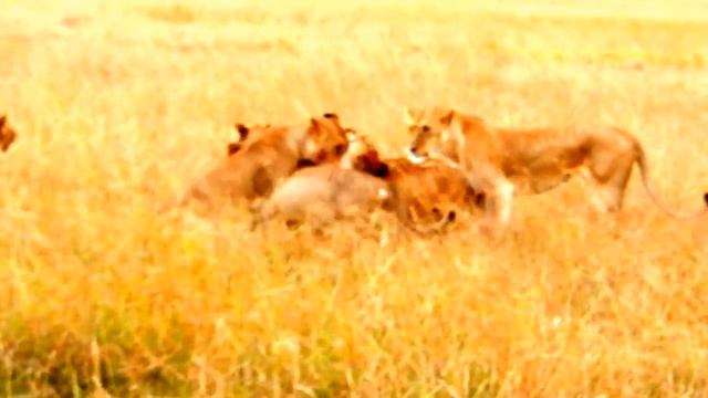 Savannah Adventures 14 days Kenya and Tanzania safari experience. смотреть онлайн