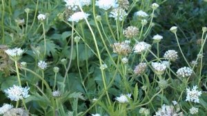 СКАБИОЗА ЗВЁЗДЧАТАЯ!!! КАК ОНА ПОЛУЧИЛАСЬ КРУПНОЙ!