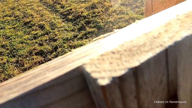 Ружье Зимсон. Знаменитый "дедушка" из Германии. смотреть онлайн