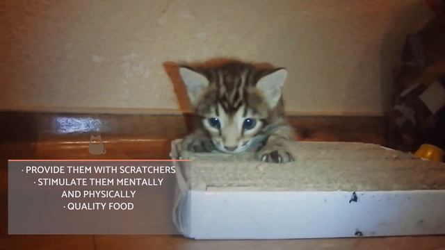 Bengal Cat – Characteristics And Character