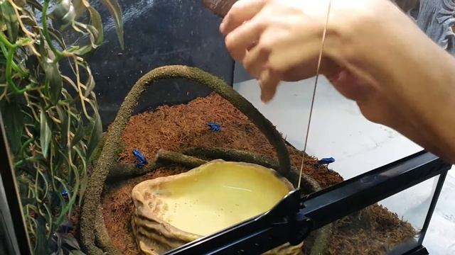 кормление лягушек. лягушка бык, птицеед, рогатка и тд смотреть онлайн