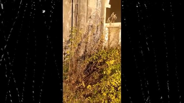 Этого вам в Абхазии гиды не покажут смотреть онлайн