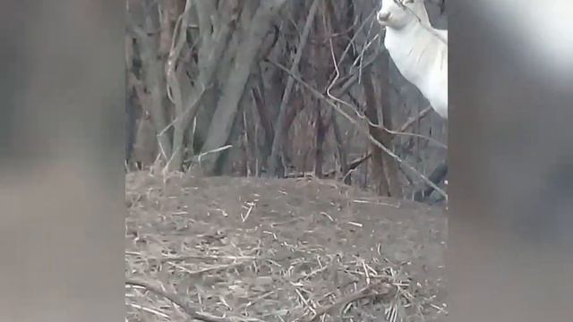 Чудо Лесной олень в Цветочной долине смотреть онлайн