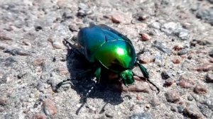 Жук бронзовка гладкая | Smooth bronzovka beetle | Protaetia (Cetonischema) speciosissima