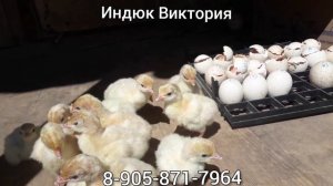 Индюк Виктория Результат инкубации.