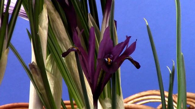 Запах весны - запах самой жизни и … счастья. смотреть онлайн