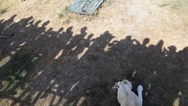 Крымская саванна. Тайган смотреть онлайн