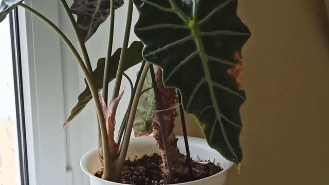 Алоказия зацвела/Детка мощнее материнского растения/Alokasia blooms/My flowers смотреть онлайн