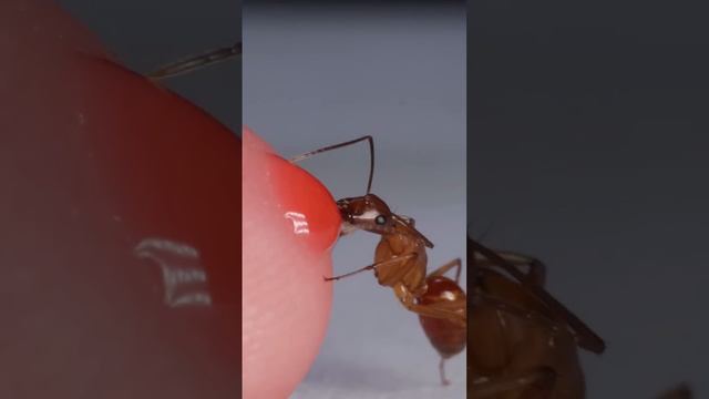 Ant Drinking Red Nectar From Finger