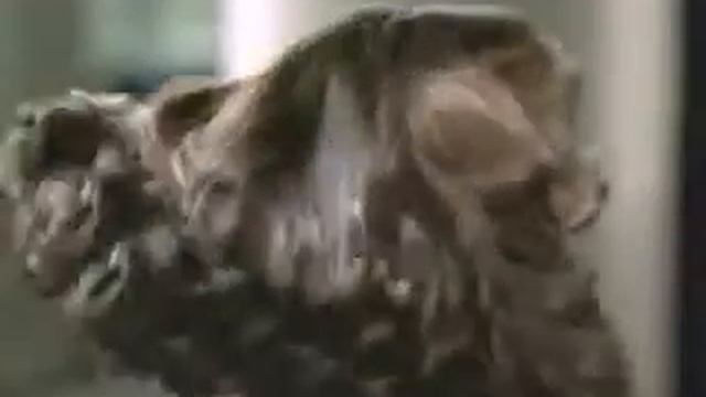 Shamtu Shampoo Commercial