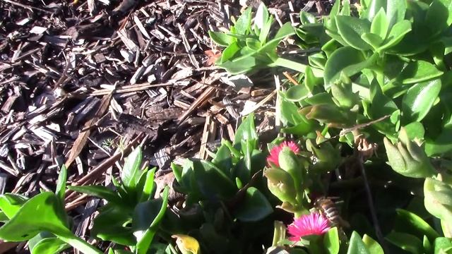 Bee on Aptenia Cordifolia смотреть онлайн