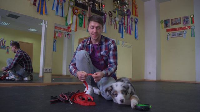 Выбираем амуницию для щенка. смотреть онлайн