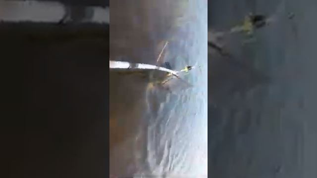 Ловля толстолобика на технопланктон,крупный толстолобик,технопланктон. смотреть онлайн