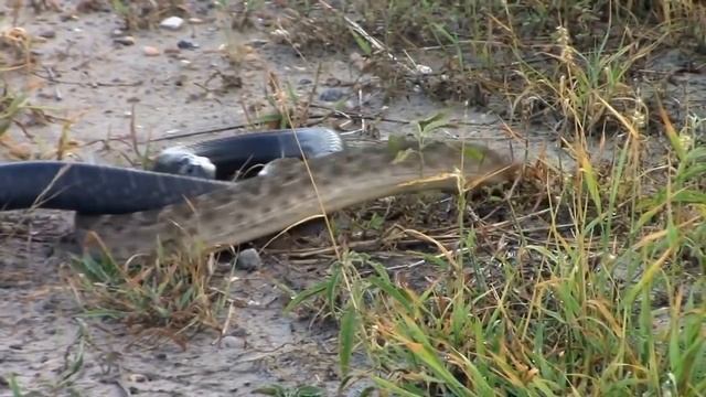 Wow.....PERTARUNGAN SENGIT, ULAR PHYTON VS ANACONDA смотреть онлайн