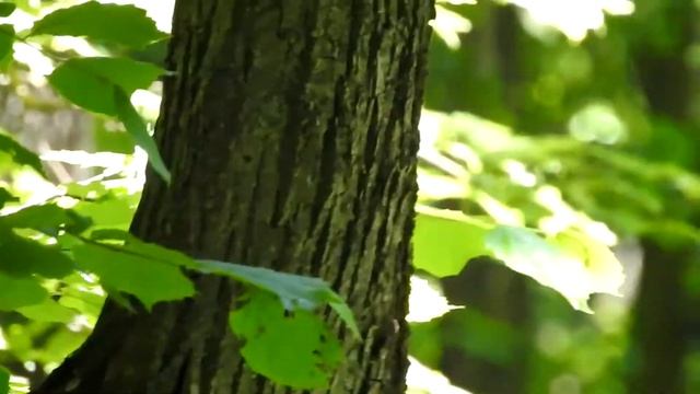 Средний пестрый дятел на Управленческом поселке. смотреть онлайн