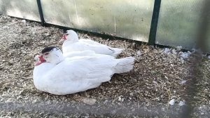 Утяжеленная французская линия индоутки Гримо/ Различия с обычной индоуткой / Дом у ручья