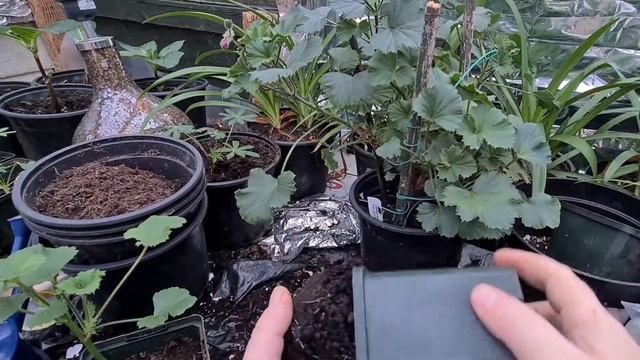 Autumn Pelargonium cuttings free plants part 2 смотреть онлайн